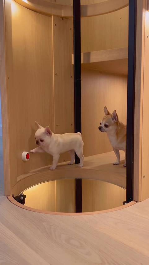 This dogs life is so sweet🐾🐶🏡😂😂😂….. #doghome #cathome #funnydogs #doglife #dogloverforever 